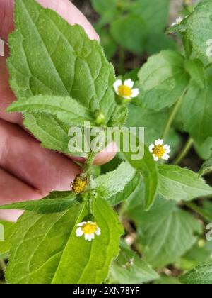 shaggy Soldat (Galinsoga quadriradiata) Plantae Stockfoto