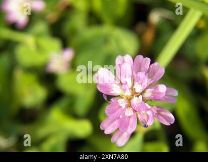 Umkehrklee (Trifolium resupinatum) Plantae Stockfoto