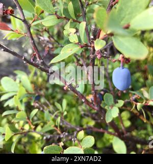 MoorHeidelbeere (Vaccinium uliginosum) Plantae Stockfoto