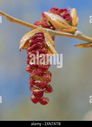 Rio Grande Cottonwood (Populus deltoides wislizenii) Plantae Stockfoto