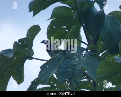 Jay (Cyanocorax affinis) Aves Stockfoto