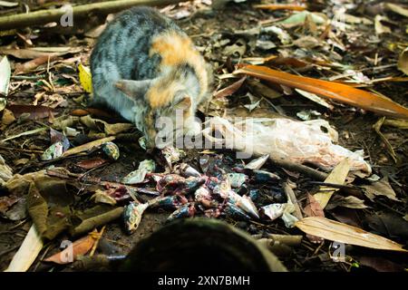 Streunende Katze verzehrt Fischreste auf dem Boden, umgeben von Plastikabfällen, was Umweltprobleme veranschaulicht Stockfoto