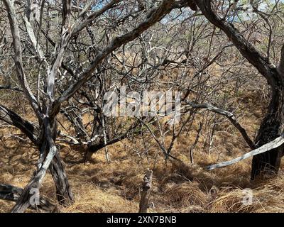 Foto von koa Haole oder Leucaena und Prosopis pallida oder Kiawe, Huarango und amerikanischem Johannisbrot, das im Diamond Head State Monument in Honolulu C wächst Stockfoto