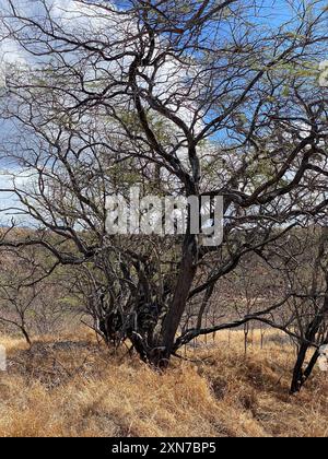 Foto von koa Haole oder Leucaena und Prosopis pallida oder Kiawe, Huarango und amerikanischem Johannisbrot, das im Diamond Head State Monument in Honolulu C wächst Stockfoto