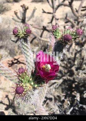 Cane cholla (Cylindropuntia spinosior) Plantae Stockfoto