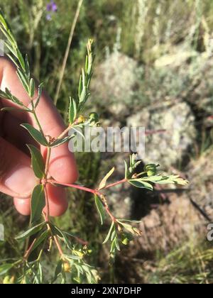 Bergsporne (Euphorbia chamaesula) Plantae Stockfoto