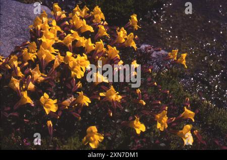 Subalpine Affenblume (Erythranthe caespitosa) Plantae Stockfoto