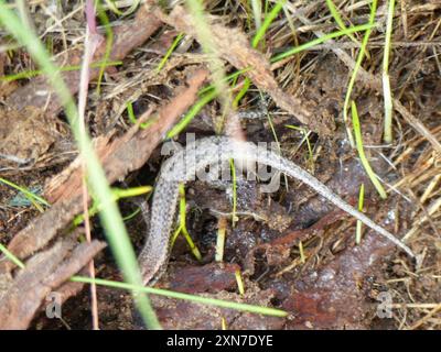 Buchanans Schlangenaugen (Cryptoblepharus buchananii) Reptilia Stockfoto