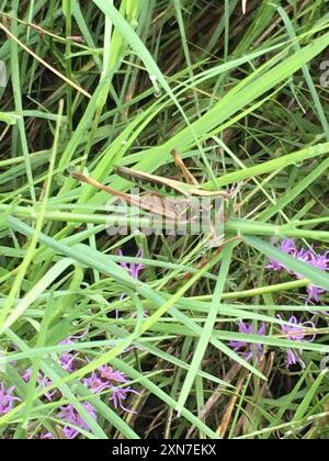 Bewundernswerte Grasshopper (Syrbula admirabilis) Insecta Stockfoto