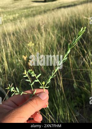 Bergsporne (Euphorbia chamaesula) Plantae Stockfoto