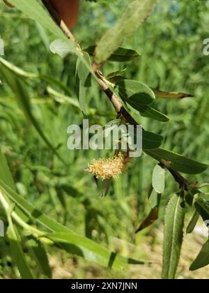 Gooddings Weide (Salix gooddingii) Plantae Stockfoto