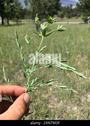 Bergsporne (Euphorbia chamaesula) Plantae Stockfoto