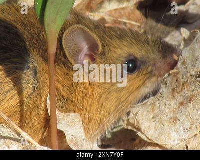 Waldabspringmaus (Napaeozapus insignis) Mammalia Stockfoto