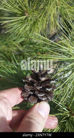 Chihuahuan-Kiefer (Pinus leiophylla chihuahuana) Plantae Stockfoto