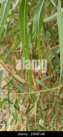 Gooddings Weide (Salix gooddingii) Plantae Stockfoto