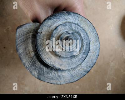 Channeled Whelk (Busycotypus canaliculatus) Mollusca Stockfoto