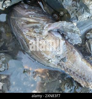Plainfin Midshipman (Porichthys notatus) Actinopterygii Stockfoto