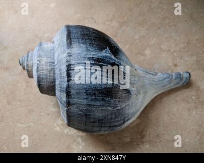 Channeled Whelk (Busycotypus canaliculatus) Mollusca Stockfoto