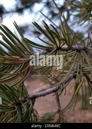 Colorado Pinyon (Pinus edulis) Plantae Stockfoto