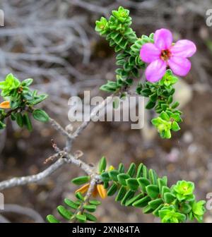 Kalksteinporzellan (Acmadenia heterophylla) Plantae Stockfoto