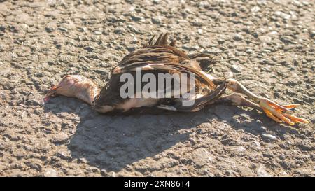 Totes Huhn liegt auf der Asphaltstraße, nachdem es von einem Fahrzeug angefahren wurde. Stockfoto