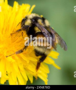 Zweiförmiger Hummelbienenkomplex (Bombus bifarius) Insecta Stockfoto