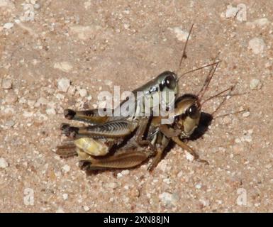 Grossköpfige Grasshopper (Phoetaliotes nebrascensis) Insecta Stockfoto