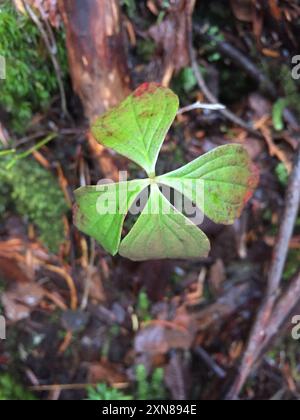 Westliche Bunchberry (Cornus unalaschkensis) Plantae Stockfoto