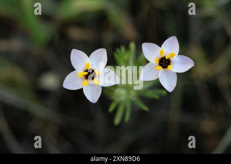 Variable Linanthus (Leptosiphon parviflorus) Plantae Stockfoto