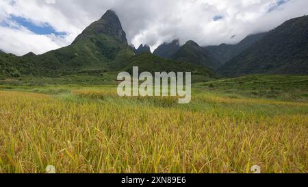 Landschaft mit grünen und gelben Reisterrassen und blauem bewölktem Himmel in der Nähe der Provinz Yen Bai, Nordvietnam Stockfoto