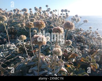 Buckweizen (Eriogonum latifolium) Plantae am Meer Stockfoto