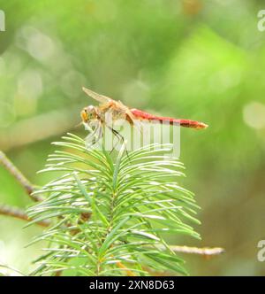 Gestreifter Meadowhawk (Sympetrum pallipes) Insecta Stockfoto