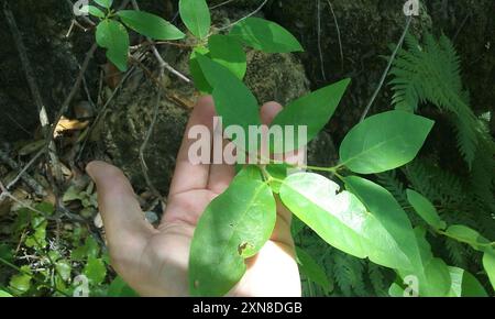 Kalifornische Süßstrauch (Calycanthus occidentalis) Plantae Stockfoto