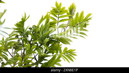 Rowan-Baumzweige mit grünen Blättern isoliert auf weißem Hintergrund, natürlicher Fotohintergrund mit leerem Kopierbereich auf der rechten Seite Stockfoto