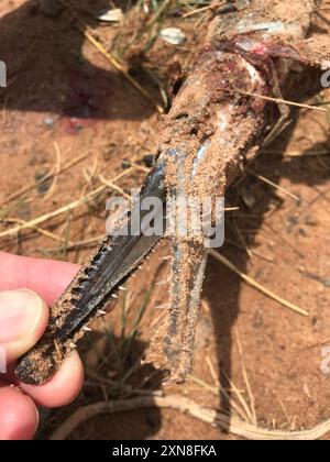 Geflecktes gar (Lepisosteus oculatus) Actinopterygii Stockfoto