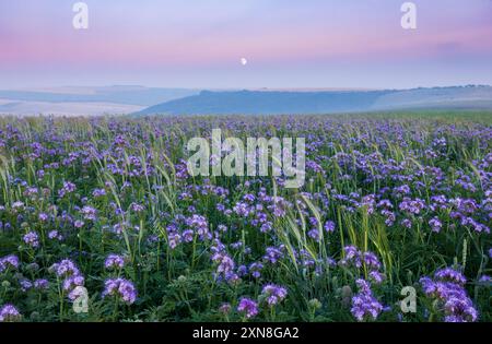 Fields of Phacelia unter einem Mondaufgang im Juli während der blauen Stunde zwischen Rottingdean und Woodingdean Brighton im Süden des östlichen Sussex im Südosten Englands U Stockfoto