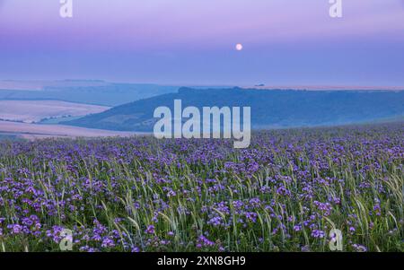 Fields of Phacelia unter einem Mondaufgang im Juli während der blauen Stunde zwischen Rottingdean und Woodingdean Brighton im Süden des östlichen Sussex im Südosten Englands U Stockfoto