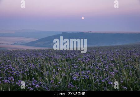 Fields of Phacelia unter einem Mondaufgang im Juli während der blauen Stunde zwischen Rottingdean und Woodingdean Brighton im Süden des östlichen Sussex im Südosten Englands U Stockfoto