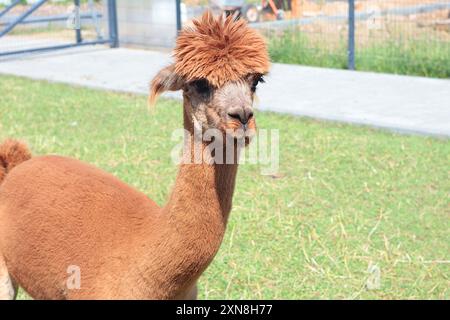 Niedliches braunes Alpaka auf der Farm im Sommer. Haustiere und Lamazucht. Woll- und Bekleidungsproduktion. Stockfoto