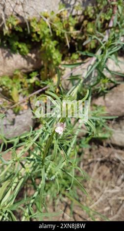 Wieselschnauze (Misopates orontium) Plantae Stockfoto