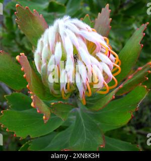 Outeniqua Pincushion (Leucospermum glabrum) Plantae Stockfoto