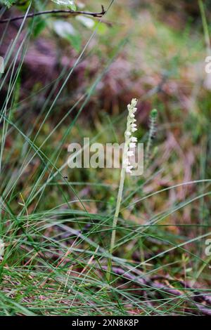 Kriechfrauen. Goodyera repens Stockfoto