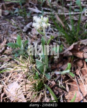Feldpussytoes (Antennaria neglecta) Plantae Stockfoto