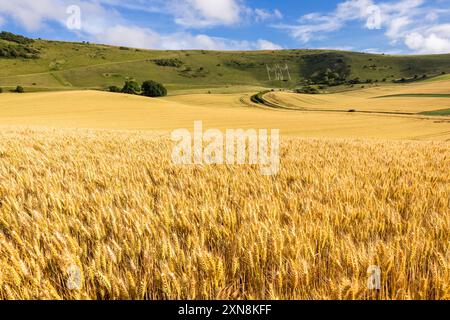 Goldene Weizenfelder vor dem Long man of Wilmington im Süden des östlichen Sussex im Südosten Englands Großbritannien Stockfoto