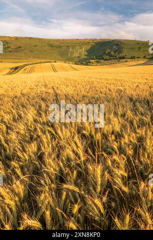 Goldene Weizenfelder vor dem Long man of Wilmington im Süden des östlichen Sussex im Südosten Englands Großbritannien Stockfoto