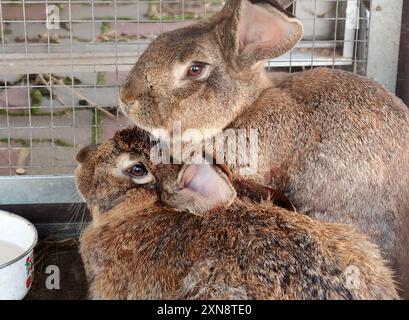 Süße Kaninchen im Zookäfig. Haustiere. Natur und Bildung. Stockfoto