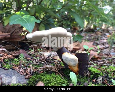 Lackierte Klammer (Ganoderma lucidum) Pilze Stockfoto