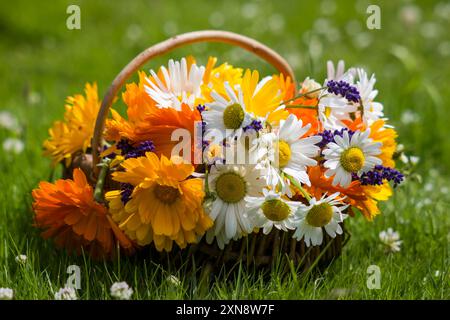 Schöne frische Sommerblumen im Korb im Garten Stockfoto