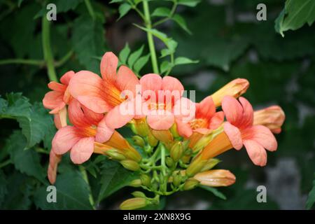 Rötlich-orangene Trompete Weinblumen (Campsis radicans), die von der Pflanze hängen : (Pixel Sanjiv Shukla) Stockfoto