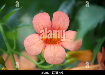 Rötlich-orangene Trompete Weinblumen (Campsis radicans), die von der Pflanze hängen : (Pixel Sanjiv Shukla) Stockfoto